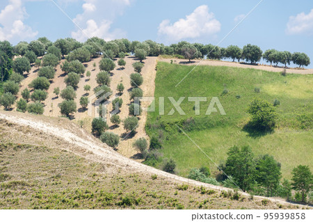 Green olive trees farmland, agricultural landscape with olives plant among hills, olive grove garden, large agricultural areas 95939858