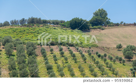 Green olive trees farmland, agricultural landscape with olives plant among hills, olive grove garden, large agricultural areas olive trees 95939862