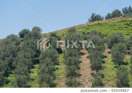 Green olive trees farmland, agricultural landscape with olives plant among hills, olive grove garden, large agricultural areas olive trees 95939867