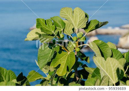 Bunch of green figs on a fig tree against sea background. Ficus Carica branch with fruits 95939889