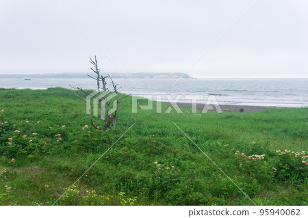 coastal landscape of Kunashir island with a lonely dry tree and a ship in the distance 95940062