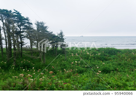 coastal landscape of Kunashir island with dwarf pines curved by the wind coastal landscape of Kunashir island with dwarf pines curved by the wind 95940066
