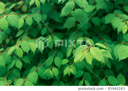 partially blurred natural background, green foliage with raindrops 95940163