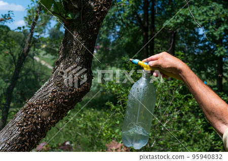 The beekeeper collects a swarm of bees with the help of a wide brush and a shovel. The beekeeper collects a swarm of bees with the help of a wide brush and a shovel. 95940832