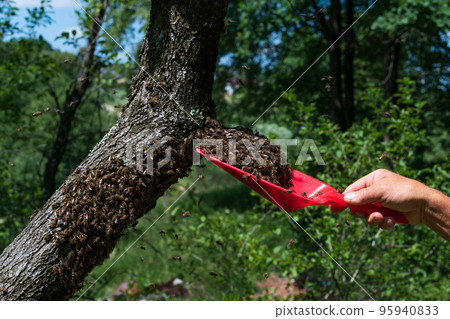 A beekeeper without protection collects a swarm of bees from a tree. A beekeeper without protection collects a swarm of bees from a tree. 95940833