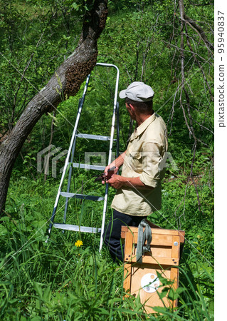 A beekeeper without protection collects a swarm of bees from a tree. 95940837