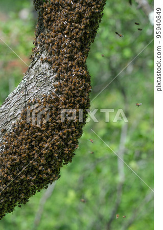 A small swarm of bees swarms on a tree in the garden. A small swarm of bees swarms on a tree in the garden. 95940849