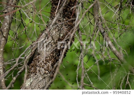 A small swarm of bees swarms on a tree in the garden. A small swarm of bees swarms on a tree in the garden. 95940852