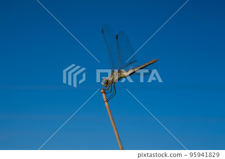 Sympetrum flaveolum or dragonfly on blue sky background.  95941829