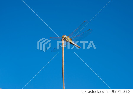 Sympetrum flaveolum or dragonfly on blue sky background.  95941830