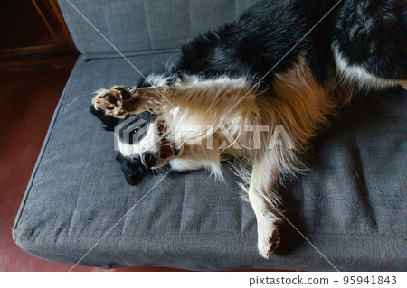 Cute puppy dog border collie lying down playing with funny face on couch at home indoors. Pet dog resting ready to sleep on cozy sofa. Pet care and animals concept. Funny emotional dog Cute puppy dog border collie lying down playing with funny face on couch at home indoors. Pet dog resting ready to sleep on cozy sofa. Pet care and animals concept. Funny emotional dog 95941843