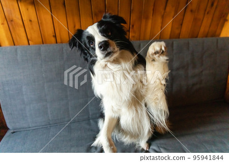 Funny portrait of puppy dog border collie waving paw sitting on couch. Cute pet dog resting on sofa at home indoor. Funny emotional dog, cute pose. Dog raise paw up 95941844