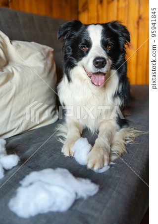 Naughty playful puppy dog border collie after mischief biting pillow lying on couch at home. Guilty dog and destroyed living room. Damage messy home and puppy with funny guilty look Naughty playful puppy dog border collie after mischief biting pillow lying on couch at home. Guilty dog and destroyed living room. Damage messy home and puppy with funny guilty look 95941845