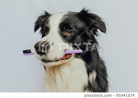 Cute smart funny puppy dog border collie holding toothbrush in mouth isolated on white background. Oral hygiene of pets. Veterinary medicine, dog teeth health care banner 95941874