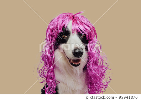 Pet dog border collie wearing colorful curly lilac wig isolated on beige brown background. Funny puppy in pink wig in carnival or halloween party. Emotional pet muzzle. Grooming barber hairdresser 95941876