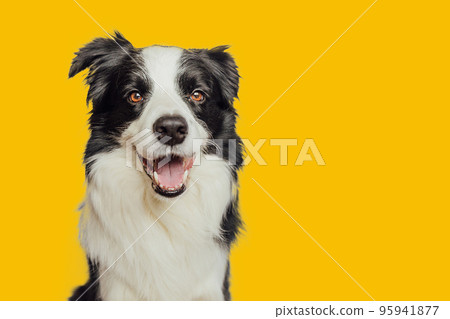 Funny emotional dog. Cute puppy dog border collie with funny face isolated on yellow background. Cute pet dog. Pet animal life concept 95941877