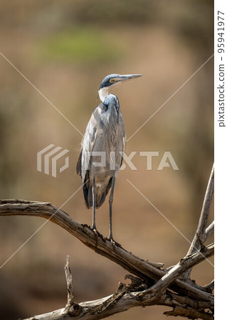 Grey heron cocking head on dead branch Grey heron cocking head on dead branch 95941977