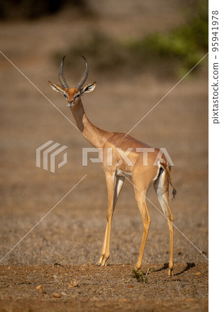 Gerenuk stands on savannah turning towards camera 95941978