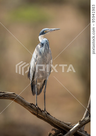 Grey heron cocks head on dead branch Grey heron cocks head on dead branch 95941983