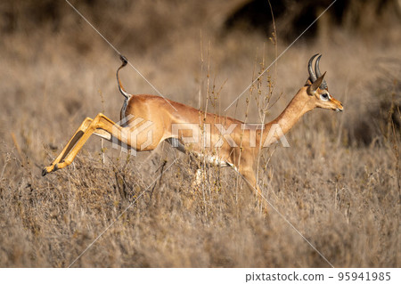 Gerenuk jumps through tall grass in savannah 95941985