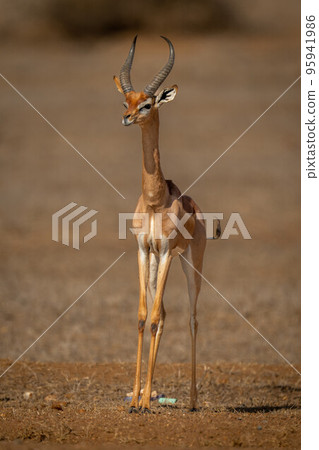 Gerenuk stands on sunny savannah turning head Gerenuk stands on sunny savannah turning head 95941986