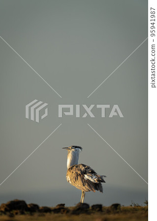 Kori bustard standing on horizon in profile 95941987