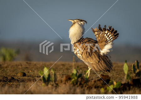 Kori bustard stands in profile displaying tailfeathers 95941988