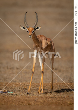 Gerenuk stands on sunny savannah eyeing camera Gerenuk stands on sunny savannah eyeing camera 95941989