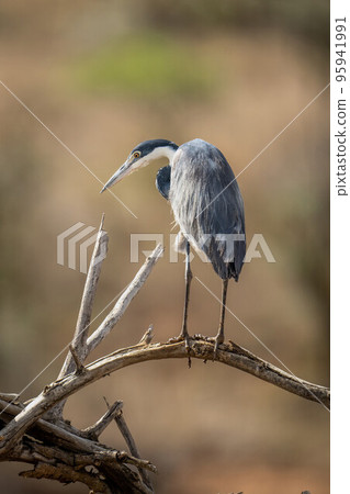 Grey heron staring down from twisted branches Grey heron staring down from twisted branches 95941991