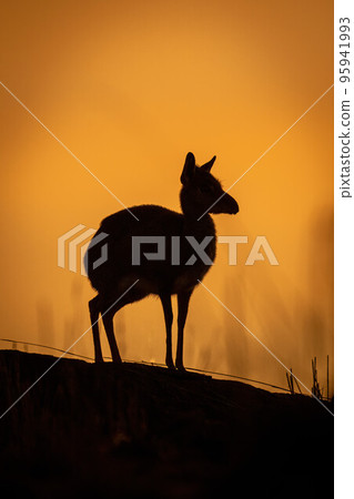 Kirk dik-dik stands on horizon at dawn Kirk dik-dik stands on horizon at dawn 95941993