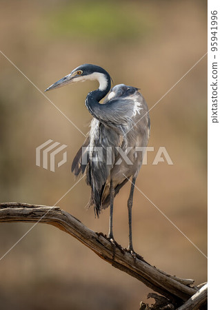 Grey heron looks down from dead branch 95941996