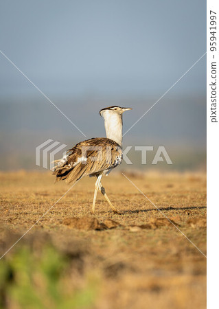 Kori bustard crosses savannah in golden light 95941997