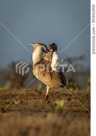 Kori bustard stands displaying tailfeathers in profile 95942000