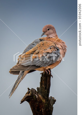 Emerald-spotted wood dove looks back from stump 95942006