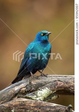 Greater blue-eared starling on branch eyeing camera Greater blue-eared starling on branch eyeing camera 95942007