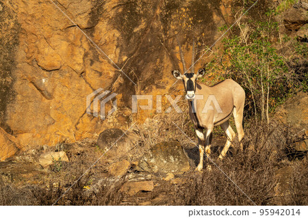 Gemsbok stands by sunlit cliff watching camera 95942014