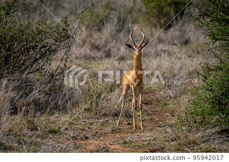 Gerenuk stands watching camera between two bushes Gerenuk stands watching camera between two bushes 95942017