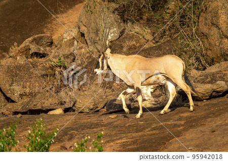 Gemsbok crosses rock with tangled bushes behind Gemsbok crosses rock with tangled bushes behind 95942018