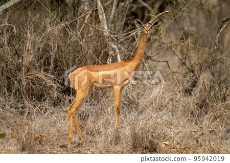 Female gerenuk stands in bushes watching camera Female gerenuk stands in bushes watching camera 95942019