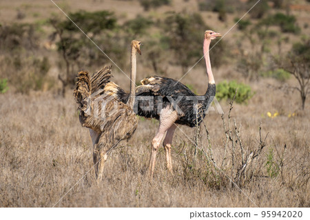 Female common ostrich stands squawking at male Female common ostrich stands squawking at male 95942020