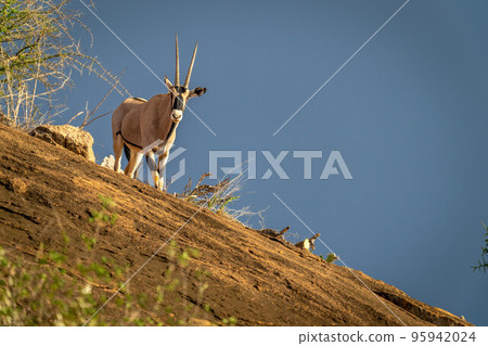 Gemsbok stands on ridge under blue sky Gemsbok stands on ridge under blue sky 95942024