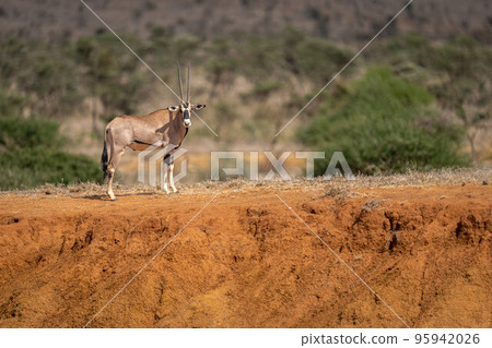 Gemsbok stands on earth bank in sunshine 95942026