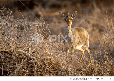 Kirk dik-dik stands by dry, tangled grass Kirk dik-dik stands by dry, tangled grass 95942027