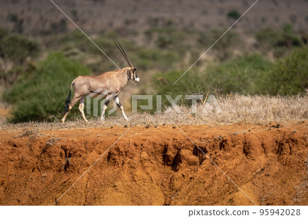 Gemsbok walks on earth bank in sunshine 95942028
