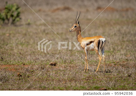 Grant gazelle stands turning to watch camera Grant gazelle stands turning to watch camera 95942036