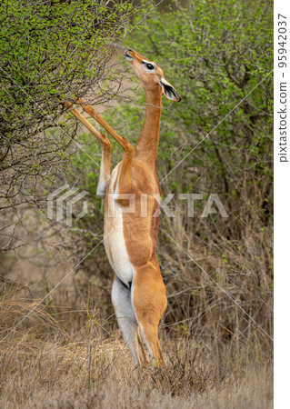 Gerenuk eating from bush on hind legs 95942037