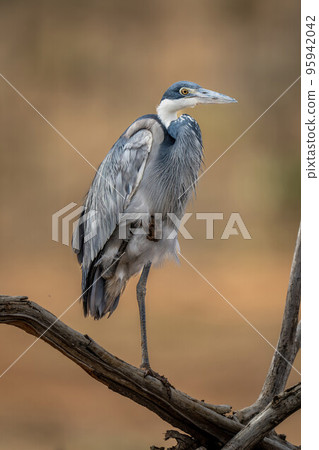 Grey heron on one leg on branch Grey heron on one leg on branch 95942042