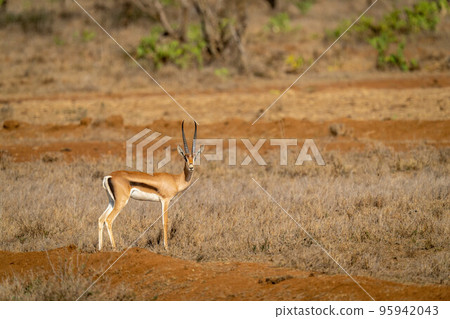 Grant gazelle stands on bank eyeing camera Grant gazelle stands on bank eyeing camera 95942043