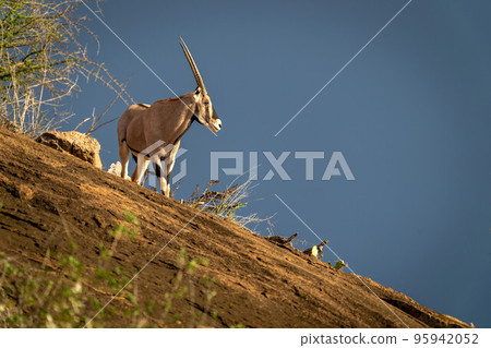 Gemsbok stands on rocky ridge turning head 95942052