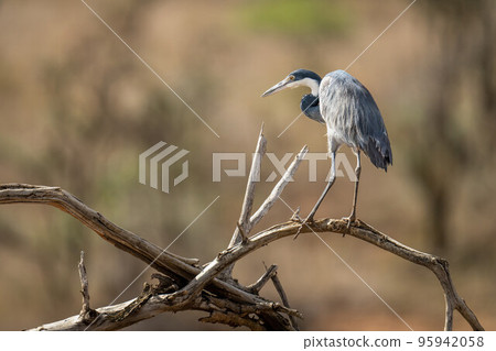 Grey heron gazes down from twisted branches Grey heron gazes down from twisted branches 95942058